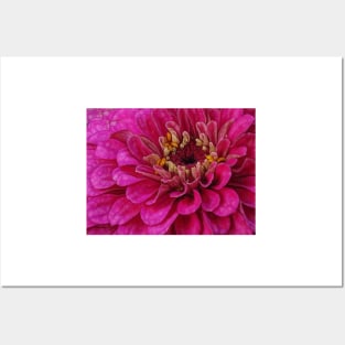 zinnia flower bloom in pink floral fantasy Posters and Art